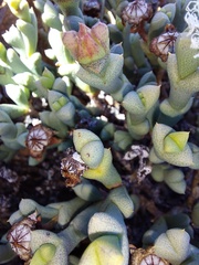 Schlechteranthus albiflorus