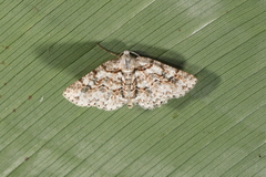 Bryoptera friaria