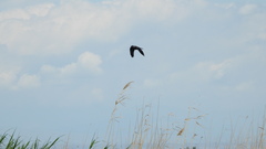 Corvus monedula