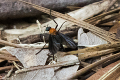Plecia americana
