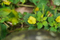 Lysimachia remota