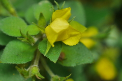Lysimachia remota