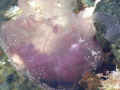 Pelagia noctiluca