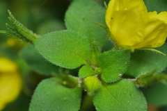 Lysimachia remota