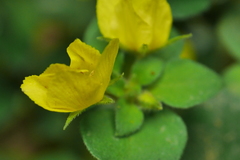 Lysimachia remota