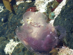 Pelagia noctiluca