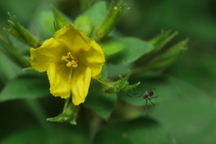 Lysimachia remota