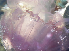 Pelagia noctiluca