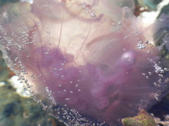 Pelagia noctiluca
