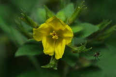 Lysimachia remota