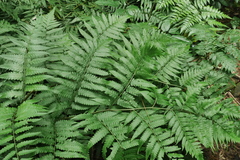Diplazium taiwanense
