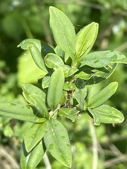 Ligustrum vulgare