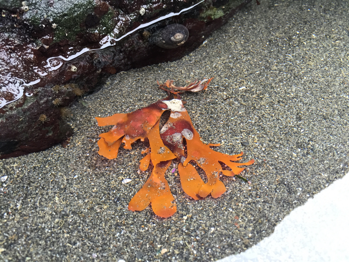 Fryeellaceae