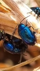 Alticina