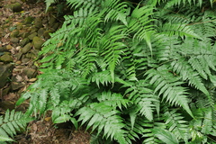 Diplazium taiwanense