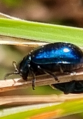 Alticina