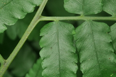 Diplazium taiwanense
