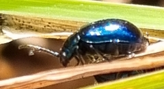 Alticina