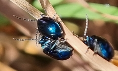 Alticina
