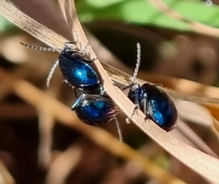 Alticina