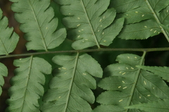 Diplazium taiwanense