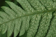 Diplazium taiwanense