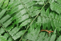 Diplazium taiwanense