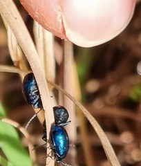 Alticina