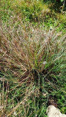 Alticina