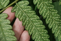 Diplazium taiwanense