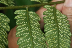 Diplazium taiwanense