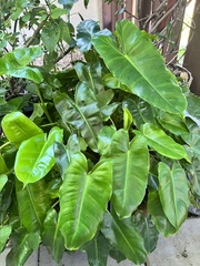 Philodendron burle-marxii