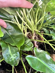 Philodendron burle-marxii