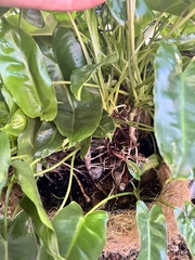 Philodendron burle-marxii