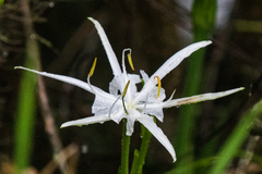 Hymenocallis crassifolia
