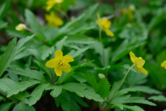 Anemonoides ranunculoides