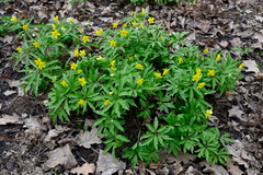 Anemonoides ranunculoides