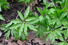 Anemonoides ranunculoides