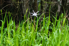 Hymenocallis crassifolia