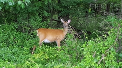 Odocoileus virginianus