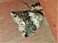 Blenina squamifera