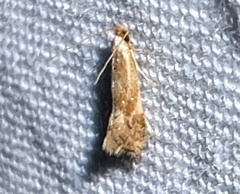 Philonome clemensella