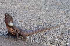 Frilled Lizard photo 2
