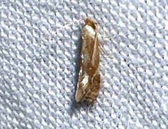 Philonome clemensella