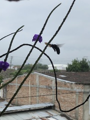 Xylocopa frontalis