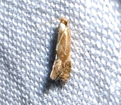 Philonome clemensella