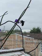Xylocopa frontalis