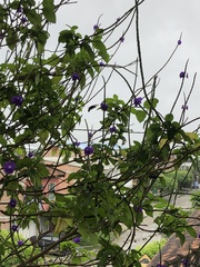 Xylocopa frontalis