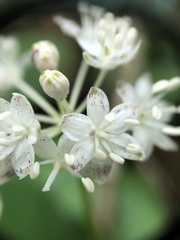 Clintonia umbellulata
