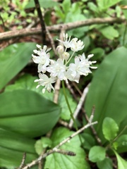 Clintonia umbellulata